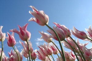 spring_tulips