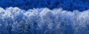 Snowy trees in a blue landscape